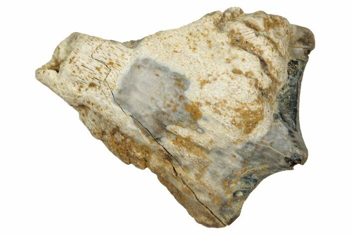 Fossil Dinosaur (Triceratops) Shed Tooth - Montana #339867